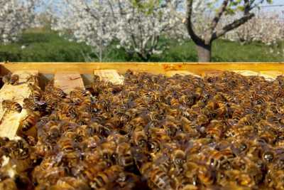 Il mondo dei 900 apicoltori pugliesi: �Un buon miele? Nasce dal rispetto per l'ambiente�